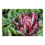 [HCM]Hạt Giống Cải Thảo Tím LSC01 F1 Nhật Bản   - KLT 5 hạt