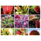 Hạt Giống Cây Ăn Thịt Bẫy Kẹp Bắt Ruồi Mix Màu