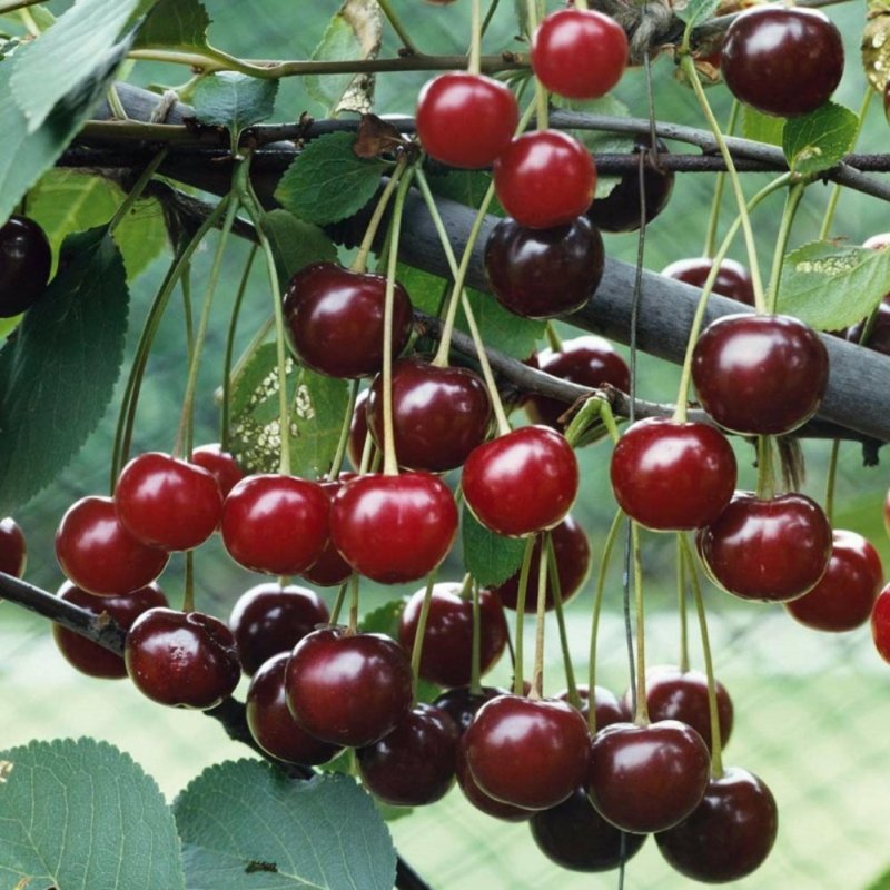 Hạt giống cây cherry đỏ (Anh đào)VH1987