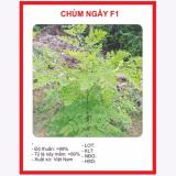Hạt giống cây chùm ngây