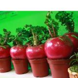 Hạt giống củ cải đỏ khổng lồ 10 hạt/ gói