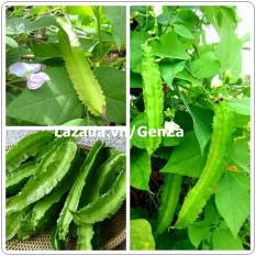 Hạt giống đậu rồng - giống chất lượng cao, sai quả