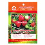 Hạt giống Dâu tây quả to (CH)