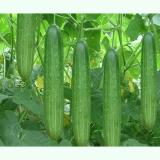 Hạt giống dưa chuột nếp ta cao sản F1