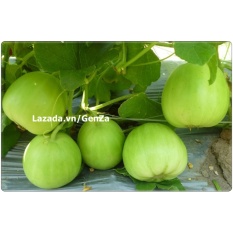 Hạt giống Dưa Lê siêu ngọt - Giống chất lượng cao, sai quả