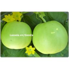 Hạt giống dưa le siêu ngọt ngân hương - giống chất lượng cao, sai quả