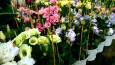 Hạt giống hoa Cát tường nhiều màu - Dễ trồng dễ chăm sóc