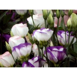 Hat Giống Hoa Cát Tường Mix - Tặng kèm một viên kích thích nảy mầm