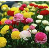 Hạt giống hoa hồng ri ba tư f1