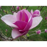 Hạt giống hoa mộc lan f1