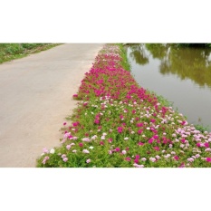 Hạt giống hoa mười giờ kép nhiều màu - Hoa đẹp dễ trồng
