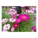 [HCM]HẠT GIỐNG HOA SAO NHÁI NHIỀU MÀU PHÚ NÔNG PN-01 _KLT 10 HẠT .