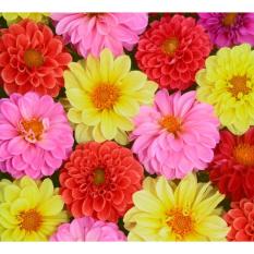 Hạt giống hoa Thược dược nhiều màu