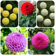 Hạt giống hoa Thược dược tổ ong nhiều màu