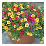 [HCM]Hạt Giống Hoa Triệu Chuông Đức  F1 Nhiều Màu - KLT 50hạt