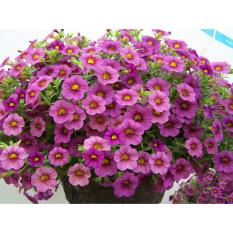 Hạt giống hoa Triệu chuông - Gói lớn 100 hạt