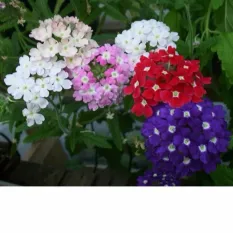 Hạt giống hoa Vân anh - Hạt giống nhập khẩu từ Đức