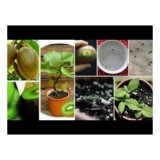 Hạt giống kiwi f1 đức - klt 20 hạt