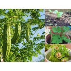 Hạt giống Mướp đắng - Giống chất lượng cao, sai quả