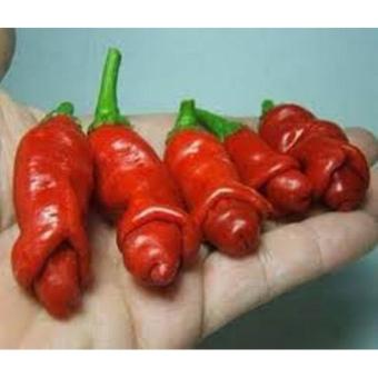 Hạt Giống ớt Cu Tí - Ớt Peter (5 Hạt) April 2018 - 2 Hạt giống ớt Cu Tí - Ớt Peter (5 hạt) - 2