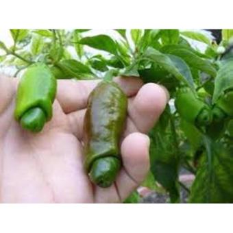 Hạt Giống ớt Cu Tí - Ớt Peter (5 Hạt) April 2018 - 4 Hạt giống ớt Cu Tí - Ớt Peter (5 hạt) - 4