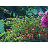 Hạt giống Ớt kiểng bảy màu - Tặng kèm một viên kích thích nảy mầm