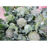 [HCM]Hạt Giống Súp Lơ Xanh F1  - KLT 02gram