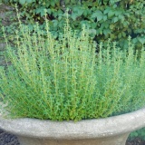 Hạt giống Xạ hương (Thyme) - Tặng kèm một viên kích thích nảy mầm