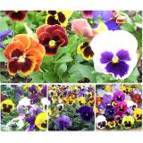 [HCM]Hoa Păng Xê Nhiều Màu RD821 - Hà Lan