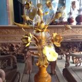 Hoa sen gỗ mít