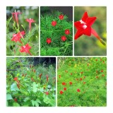 HOA TÓC TIÊN (DÂY LEO) PN28- 0.5G