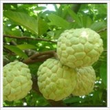 Bộ 3 Túi Hạt Giống Na Dai Lạng Sơn. Mỗi Túi 10 Hạt Chất Lượng Cao