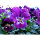 [HCM]Hạt giống Păng xê hỗn hợp 0.5g (Hoa Tử La Lan)