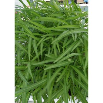 Phân Hữu Cơ Tổng Hợp Dạng Nén 03 Kg July 2018 - 5 Phân hữu cơ tổng hợp dạng nén 03 kg - 5
