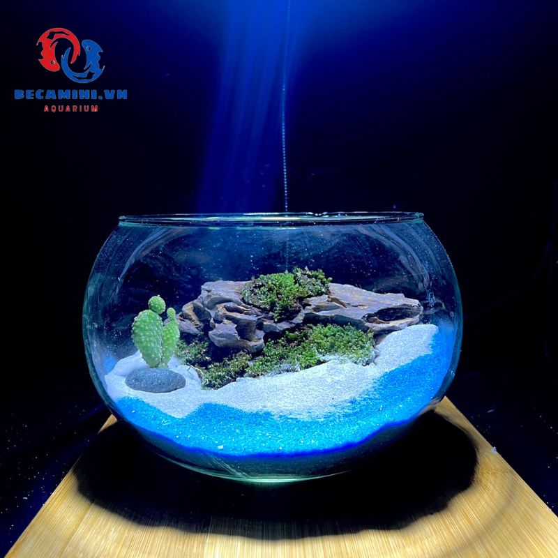 Bể cá mini TRÒN LOẠI LỚN( T02), chậu thủy tinh nuôi cá tặng phụ kiện trang trí