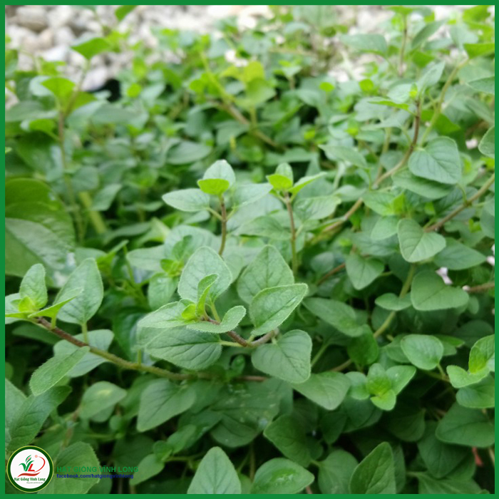 Hạt giống Rau thơm ý OREGANO TN 51 - 0,2g, hiệu Trang Nông chất lượng, nảy mầm cao