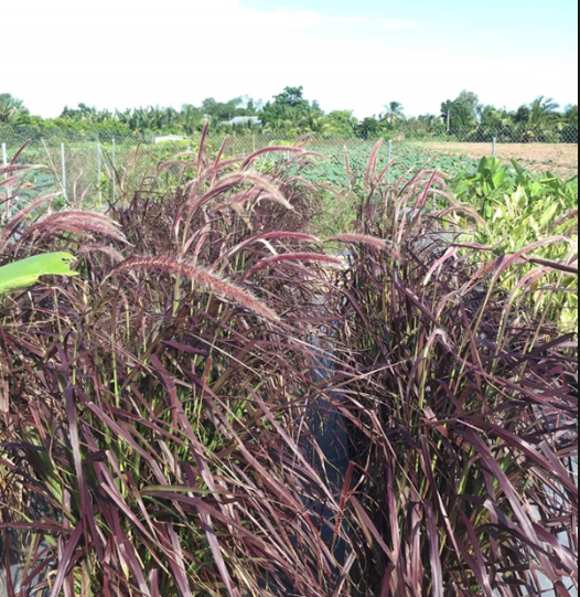 Chậu cây cỏ lau tím