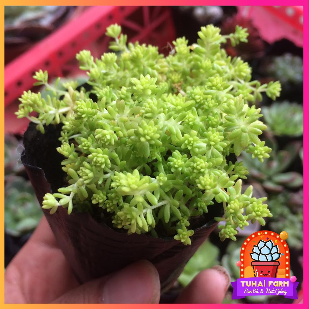 Sen đá sedum dạ quang - lỗi 1 đổi 1