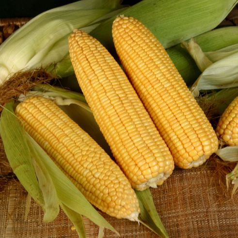 Hạt giống bắp ngọt năng suất cao, thơm ngon 5gr