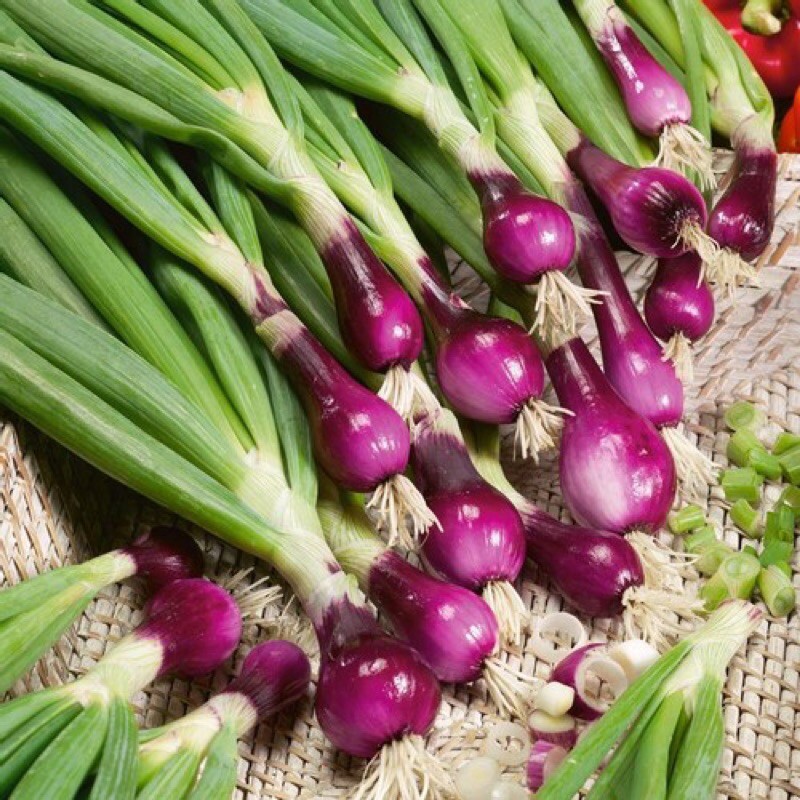 Hạt giống hành lá gốc tím