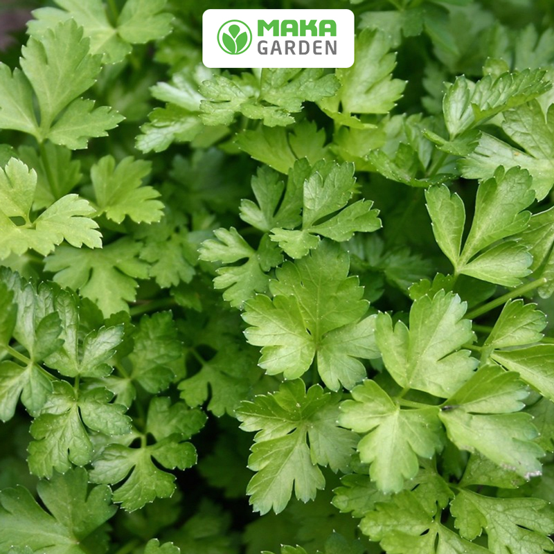 Hạt giống ngò rí rado 31 - gói 20gr - dễ trồng, cây sinh trưởng và kháng bệnh tốt
