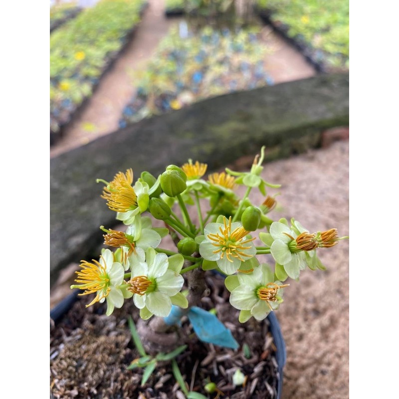 Cây mai vàng ghép giống thanh mai (hoa mai màu trắng xanh) ghép gốc mai vàng gốc quái