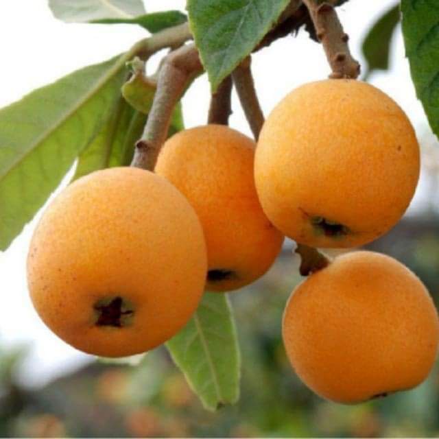 Cây giống biwa giống mới đặc biệt