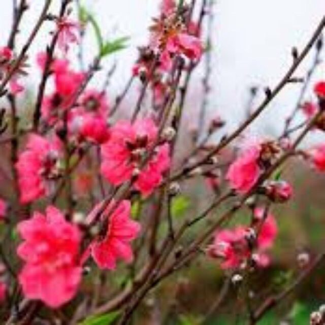 Giống Đào Bích.Đào Phai.Trồng 1 Năm Có Hoa.