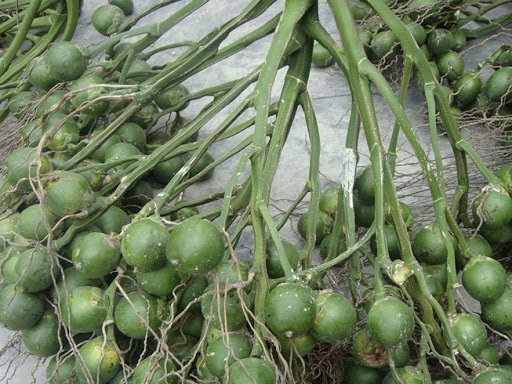 Trái cau tươi