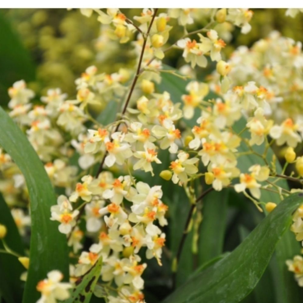 Vữ nữ hồng lâu mộng cây giống 99k/ 3 chậu cây tách chiếc gần cho hoa. Trồng trong chậu nhỏ.