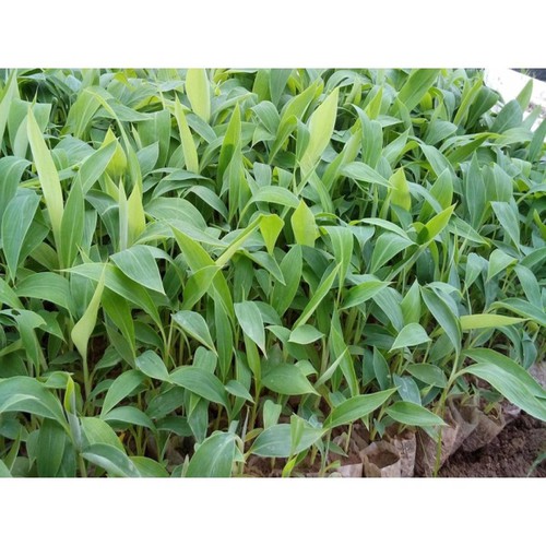 Com Bo 2 cây giống chuối già nam Mĩ cây giống chuẩn cho năng suất cao