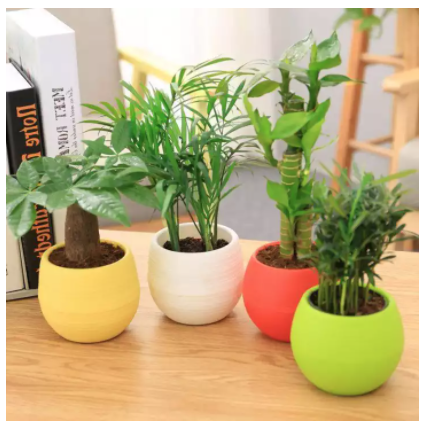 [HCM]Chậu Cây Chậu Hoa Mini Nhựa Nhiều Màu Sắc Trang Trí Nhà Cửa Văn Phòng
