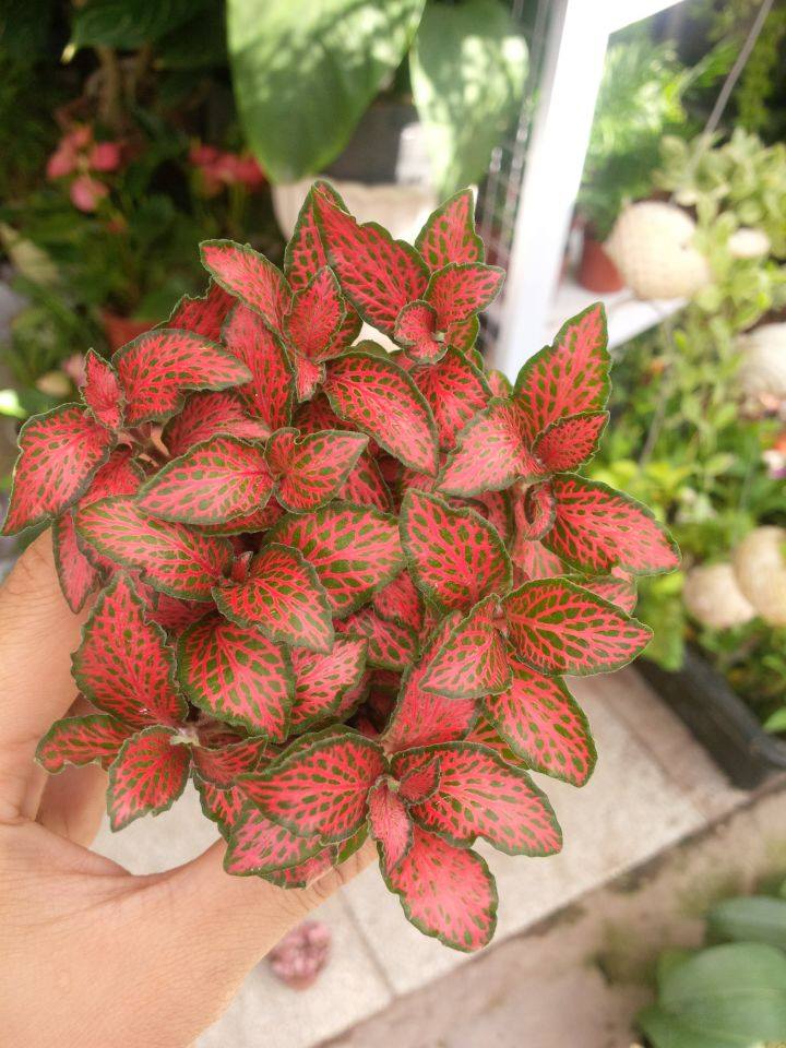 Cây cảnh cẩm nhung , cỏ may mắn màu đỏ