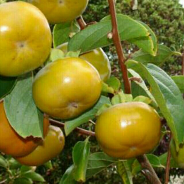 Cây giống hồng giòn không hạt FREE SHIP TỪ 50K